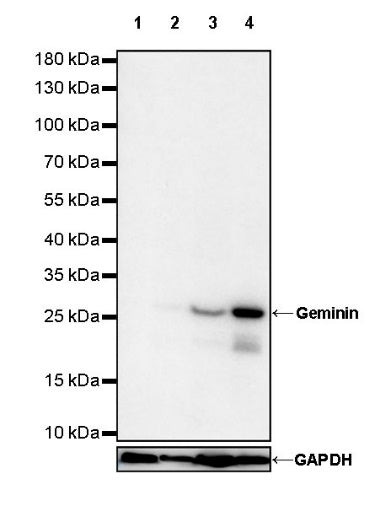 Geminin Recombinant Rabbit mAb (S-427-204)