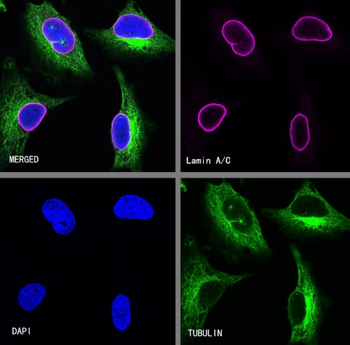 Lamin A/C Recombinant Rabbit mAb (Alexa Fluor® 647 Conjugate) (SDT-R041)