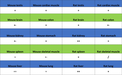 Ferritin Heavy Chain Recombinant Rabbit mAb (S-5419)