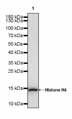 Histone H4 Recombinant Rabbit mAb (S-499-253)