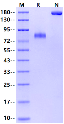 GFRA1 Fc Chimera Protein, Human