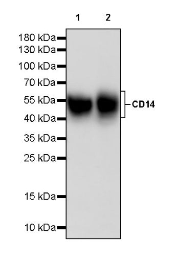 CD14 Recombinant Rabbit mAb (S-3533)