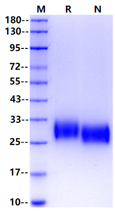 TPO(174aa) Protein, Human
