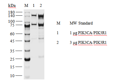 PIK3CA/PIK3R1 GST&Flag Tag Protein,Human