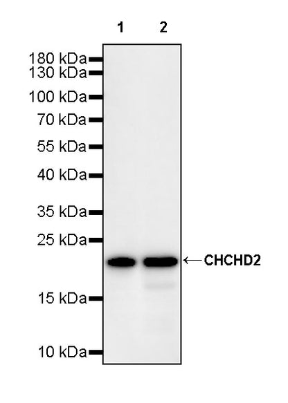 CHCHD2 Recombinant Rabbit mAb (S-4107-30)