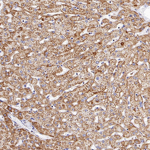 UQCRC2 Recombinant Rabbit mAb (S-1890-227)