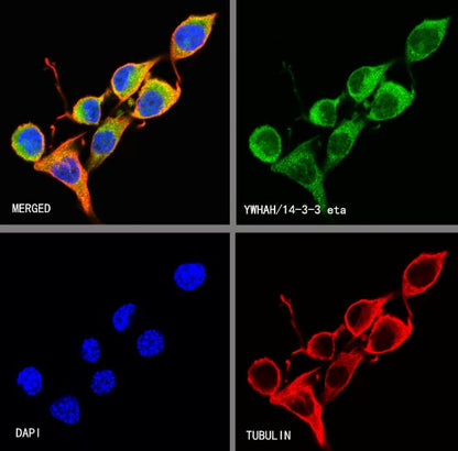 YWHAH/14-3-3 eta Recombinant Rabbit mAb (S-1327-22)