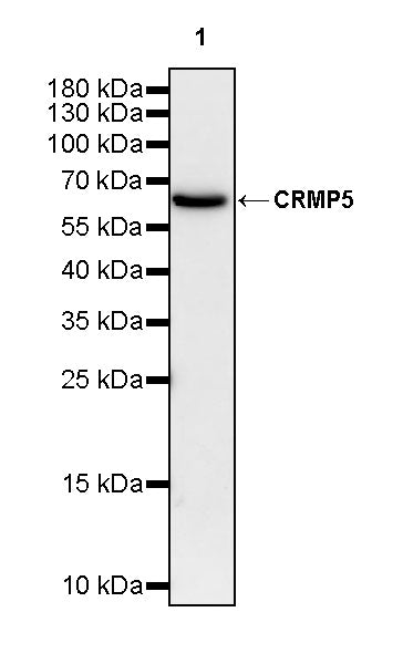 CRMP5 Rabbit Polyclonal Antibody