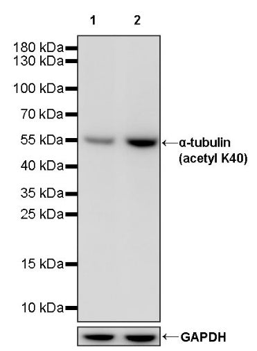 α-tubulin (acetyl K40) Recombinant Rabbit mAb (S-1536-100)