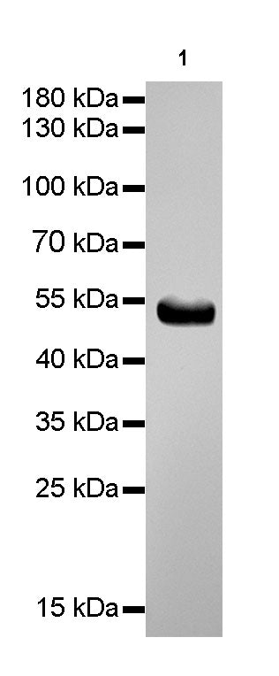 β-tubulin Recombinant Rabbit mAb (SDT-R014)