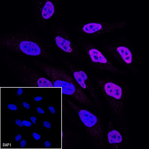 Goat Anti-Rat IgG(H+L) (Alexa Fluor® 647 Conjugate)