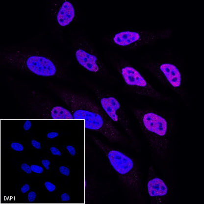 Goat Anti-Rat IgG(H+L) (Alexa Fluor® 647 Conjugate)