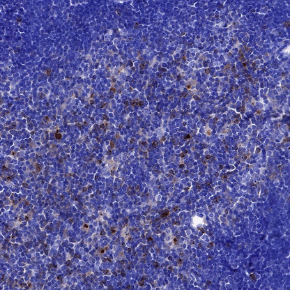 Rabbit Anti-Mouse CD137 Antibody (S-547-3)
