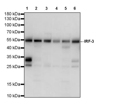 IRF3 Recombinant Rabbit mAb (S-3650-63)