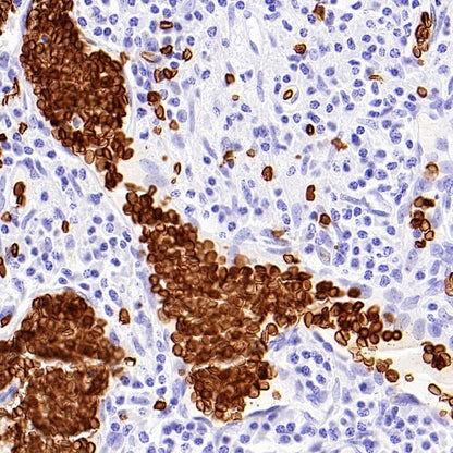 CD235a Recombinant Rabbit mAb (S-3088-3)