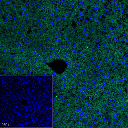 MDH2 Recombinant Mouse mAb (S-5411)