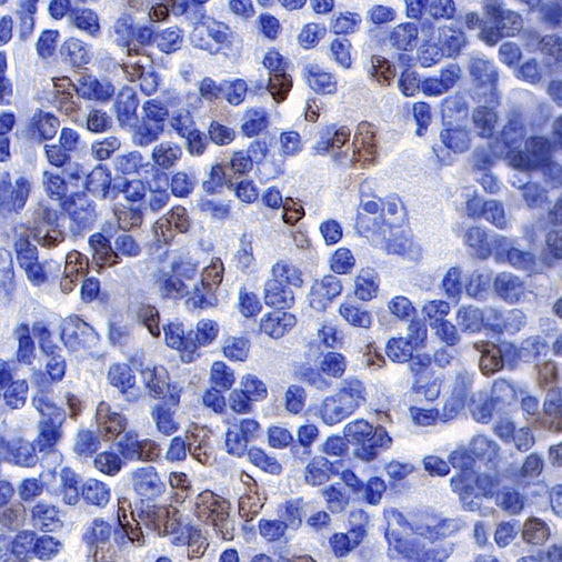 S-RMab® PU.1 Recombinant Rabbit mAb (SDT-R236)