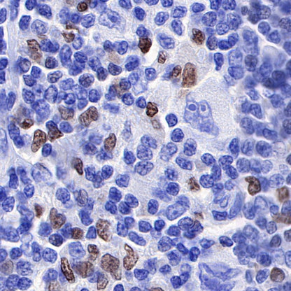 S-RMab® PU.1 Recombinant Rabbit mAb (SDT-R236)
