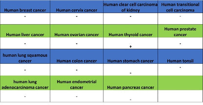 ATG12 Recombinant Rabbit mAb (S-1143-209)