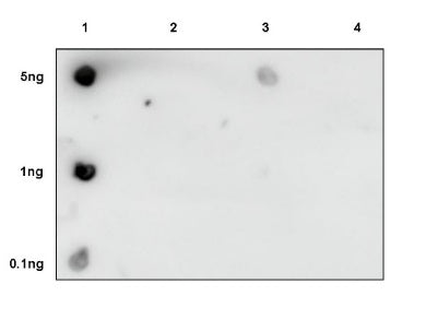 Histone H3 (acetyl K9) Rabbit polyclonal antibody
