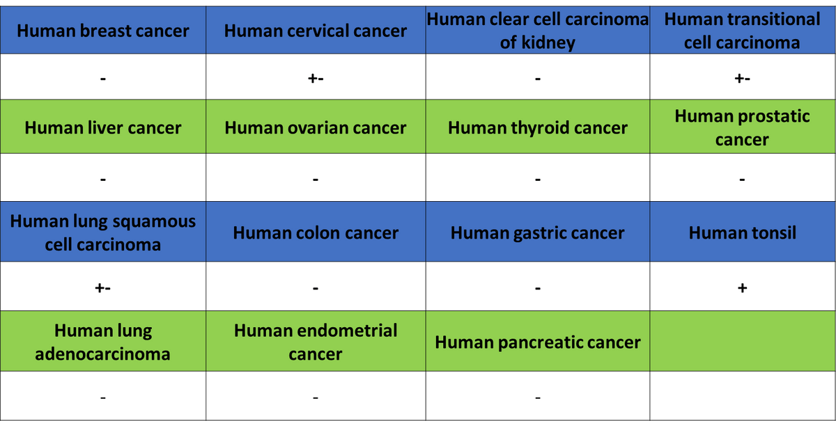 Cytokeratin 1 Recombinant Rabbit mAb (SDT-3225-22)