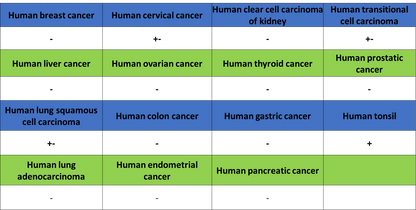 Cytokeratin 1 Recombinant Rabbit mAb (SDT-3225-22)