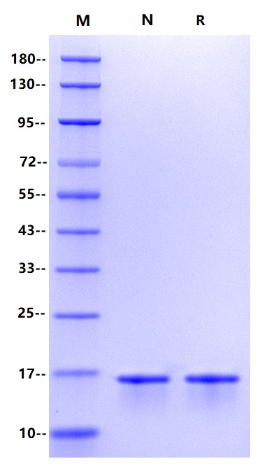 Nucleocapsid NTD His Tag Protein, SARS-CoV-2