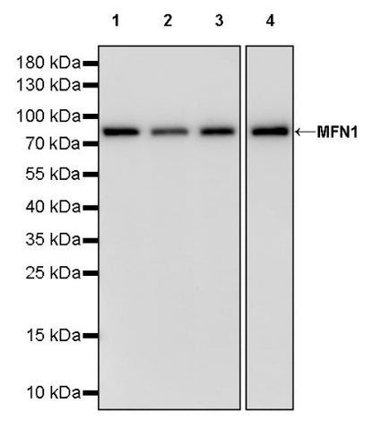 MFN1 Recombinant Rabbit mAb (S-2230-2)