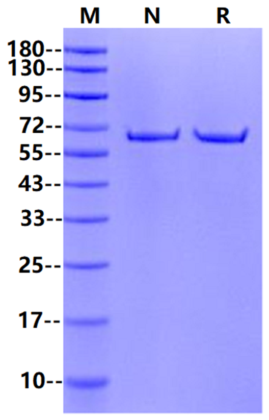 Luciferase Ⅰ