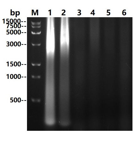 UltraNuclease