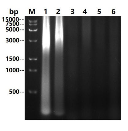 UltraNuclease