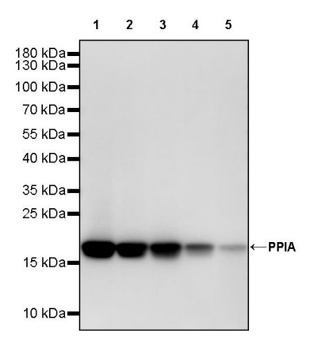 PPIA Recombinant Rabbit mAb (S-2406-28)