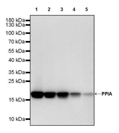 PPIA Recombinant Rabbit mAb (S-2406-28)