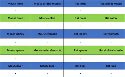 Human Cytoplasmic Marker Recombinant Mouse mAb (SDT-2921)