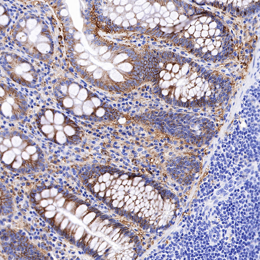 CD138 Recombinant Rabbit mAb,PBS Only (SDT-R120)