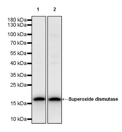 Superoxide dismutase Rabbit Polyclonal Antibody