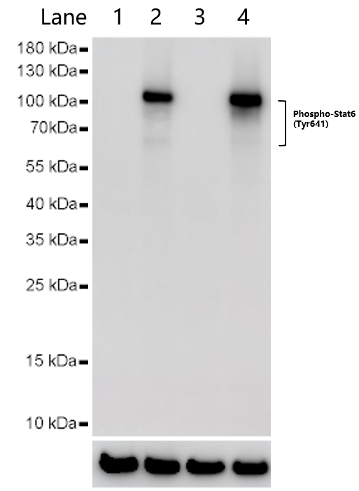 IL-4 Protein, Rat