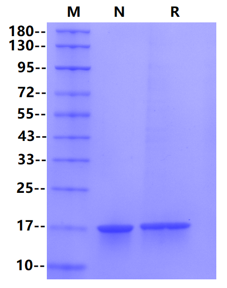 TNF-α Protein, Human