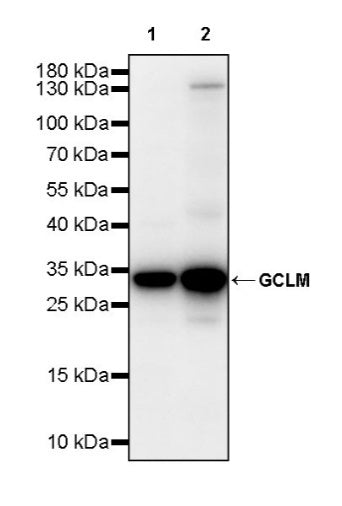 GCLM Recombinant Rabbit mAb (S-2209-19)