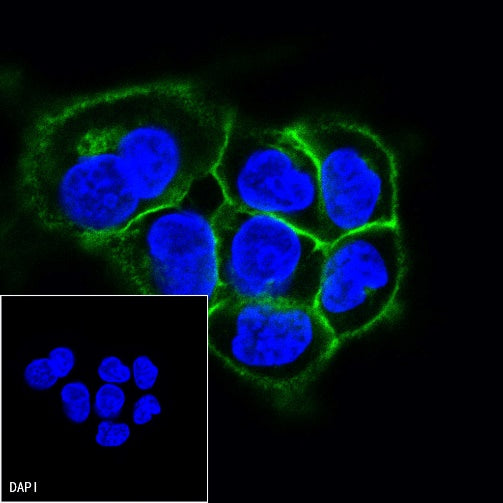 CD44v6 Mouse mAb (S-945-76)
