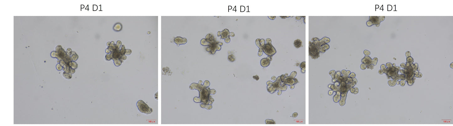 Wnt Surrogate Protein, Human