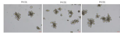 Wnt Surrogate Protein, Human