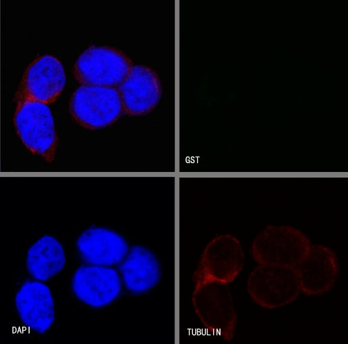 S-RMab® GST Tag Recombinant Rabbit mAb (S-372-19)