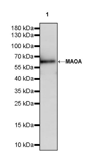 MAOA Rabbit Polyclonal Antibody