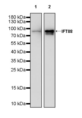 IFT88 Recombinant Rabbit mAb (S-2187-107)