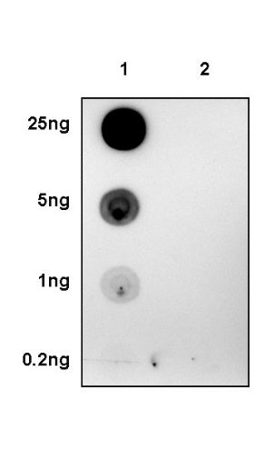 Phospho-Stat3 (Tyr705) Recombinant Rabbit mAb (S-1829-143)