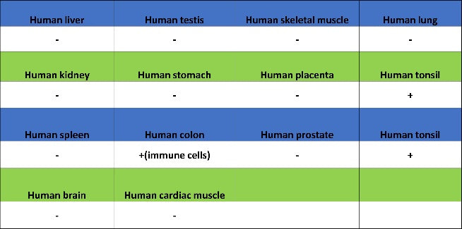 TCF-4 Recombinant Rabbit mAb (SDT-2549-4)