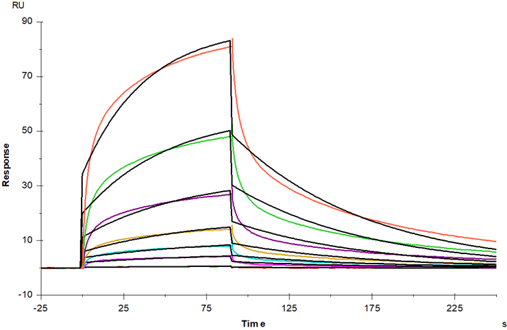 Fc γ RIII/CD16 His Tag Protein, Rhesus