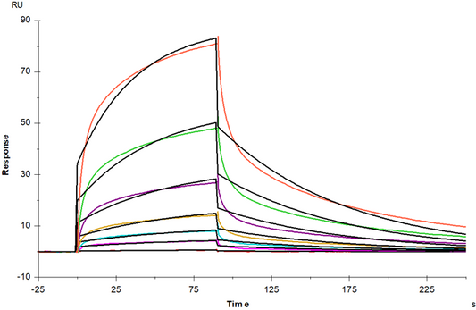 Fc γ RIII/CD16 His Tag Protein, Rhesus