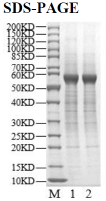 USP22 Protein
